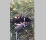 Mga daga at pusa ba ay maaaring maging magkaibigan? Oo!, panoorin ang video na ito